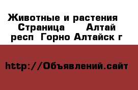  Животные и растения - Страница 11 . Алтай респ.,Горно-Алтайск г.